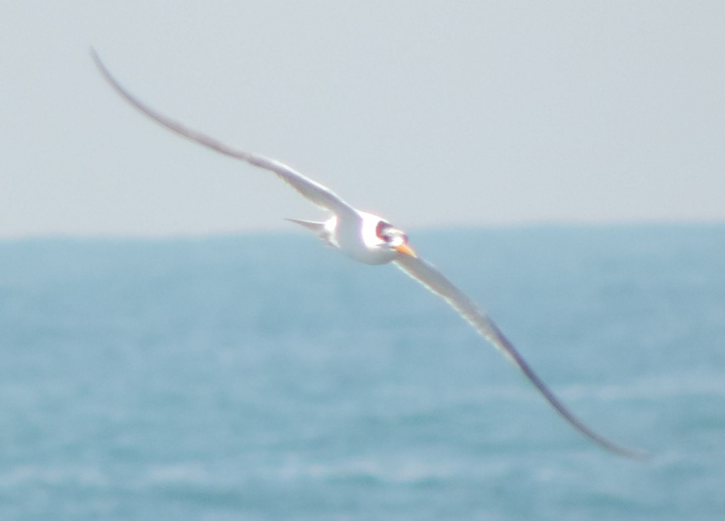 Due rare sterne: Sterna di Rppell (Thalasseus bengalensis)e Sterna elegante (T. elegans)